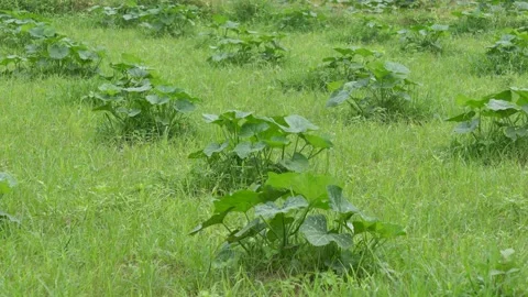 Young Pumpkin Plant Stock Footage 346146680