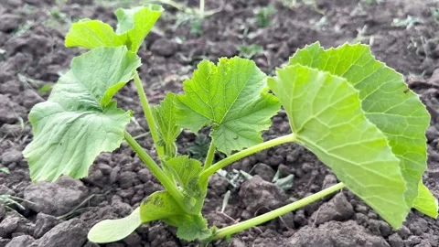 Young pumpkin sprouts Stock Footage 243314561