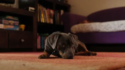 A young pup mixed breed looking bored slow motion 4K Stock Footage 232373409