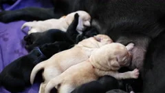 how long do puppies drink breastmilk