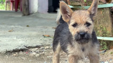 Young puppy barks while standing on a concrete surface in a rural courtyard Stock Footage 329922708