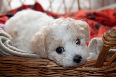 Young puppy bison Stock Photos