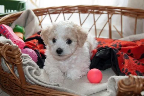 Young puppy bison Stock Photos