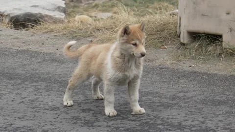 Young Puppy Chasing Windblown Plastic in Uummannaq Greenland Video stock 345604690