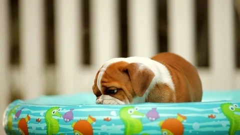 Young puppy drinking from an inflatable pool in the back yard. Stock-Footage 88341943