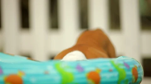 Young puppy drinking from an inflatable pool in the back yard. 스톡 동영상 88341947