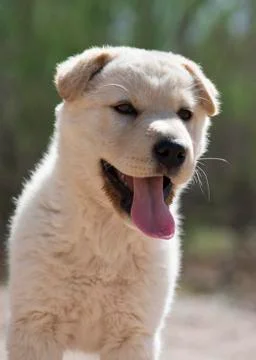 Young puppy exploring the outside Stock Photos