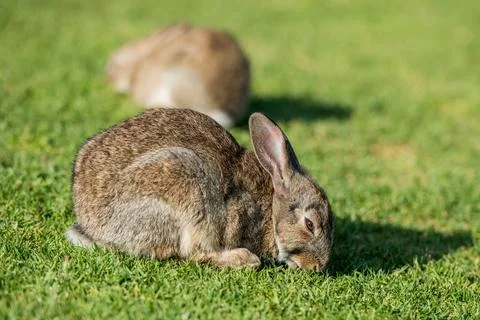 Young puppy Jack rabbit hare wild bunny Stock Photos