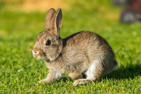 Young puppy Jack rabbit hare wild bunny Stock Photos