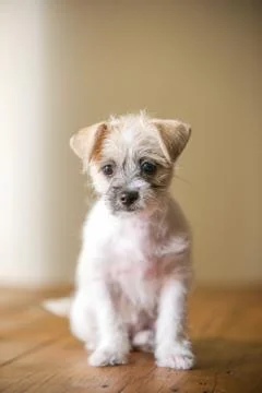 Young puppy Stock Photos