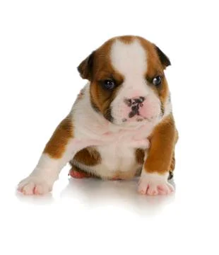 Young puppy Stock Photos