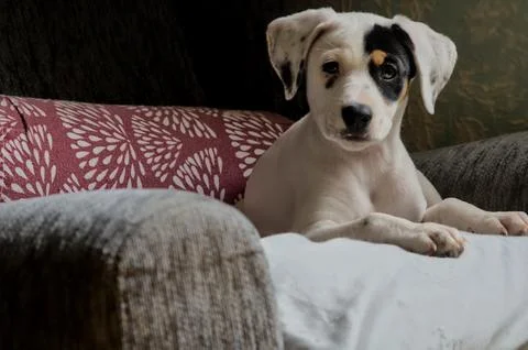 Young puppy posing for the camera Stock Photos