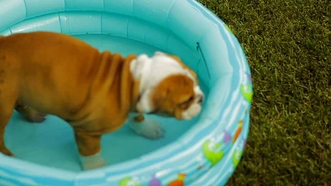 Young puppy standing in an inflatable pool in the back yard. Stock Footage 88438324