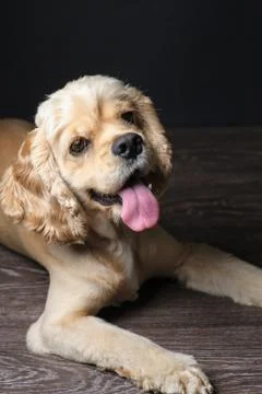 Young purebred Cocker Spaniel Stock Photos