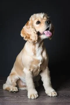 Young purebred Cocker Spaniel. Stock Photos