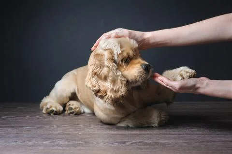 Young purebred Cocker Spaniel playing. Stock Photos
