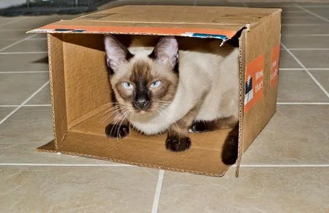 Young purebred Siamese cat playing in a small cardboard box. Foto stock
