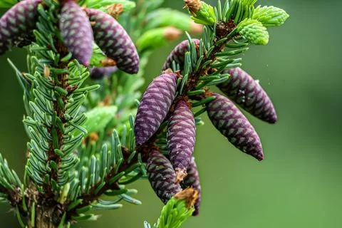 Young purple pine cones developing on a spruce tree branch in spring Stock Photos