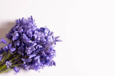 Young purple spring flowers on a table Stock Photos