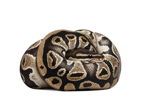 Young Python regius, 10 months old, curled up in front of a white background, st 스톡 사진