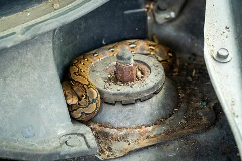 Young python secretly lying in the engine room of the car that is not active. Stock Photos