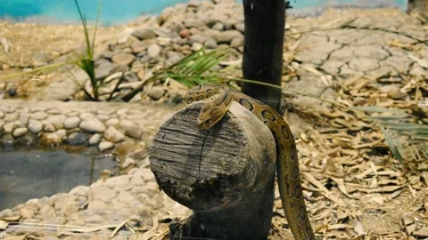 Young python snake sitting on tree trunk in zoo park in India I Young Stock Footage 145157453