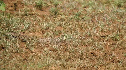 Young python snake slithers through muddy short grass in African heat Stock Footage 150510379