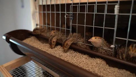 Young quail pecking feed from the feeder close-up Stock Footage 250980306
