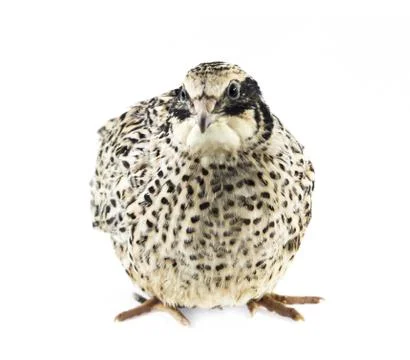 Young quail Stock Photos