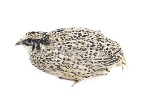 Young quail Stock Photos