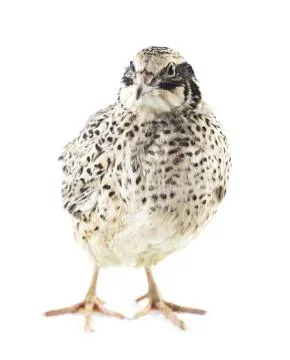 Young quail Stock Photos