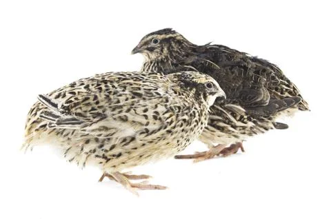 Young quail Stock Photos