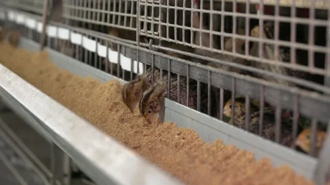 Young Quail on the Poultry Farm Stock Footage 97652242