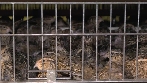 Young Quail on the Poultry Farm Stock Footage 97655863