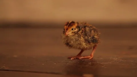 Young quails on wooden background 스톡 동영상 72392691