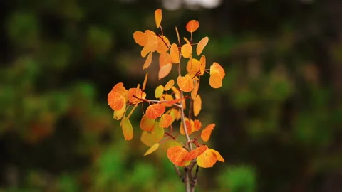 Young Quaking Aspen Sapling with Orange Autumn Leaves, Slow Motion Close Up 스톡 동영상 347730848
