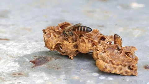 Young queen bee hatched from the wax cocoon. The new uterus will be expelled fro 스톡 동영상 93137371