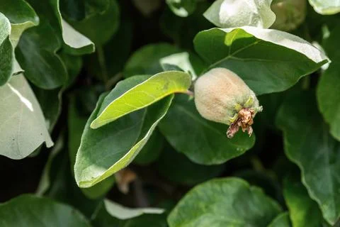 Young quince fruit grows on leafy branch in garden under bright sunlight wi.. 스톡 사진