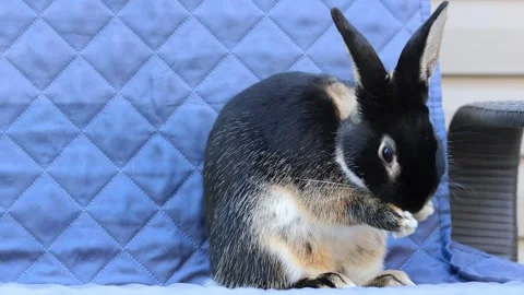 Young rabbit with black and tan fur sits in chair and cleans face slight ang Stock Footage 320245467