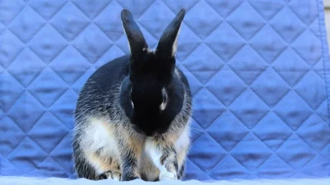 Young rabbit with black and tan fur sits in chair grooming fur and face stra Stock Footage 320245492