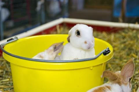 Young rabbit in bucket Stock Photos