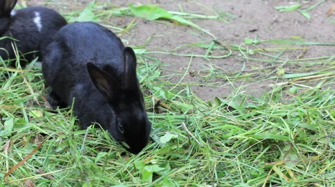 Young rabbit is eating grass Stock Footage 48953965
