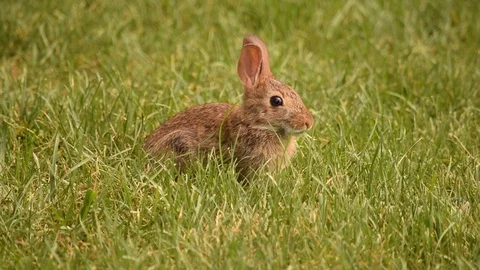 Young Rabbit Eating Grass Stock Footage 98144536