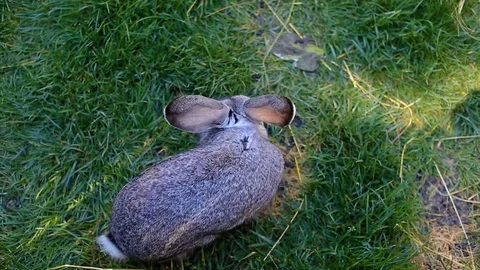 Young rabbit eating grass in the forest Vídeos de archivo 74314356