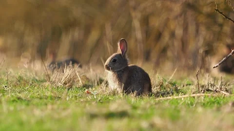 Young rabbit in a field 스톡 동영상 304693295
