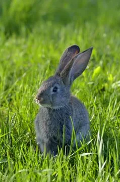 Young rabbit on field Stock Photos