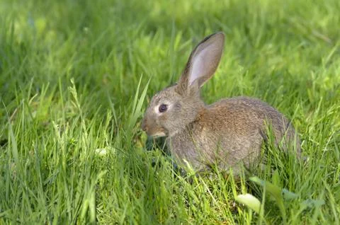 Young rabbit on field Stock Photos
