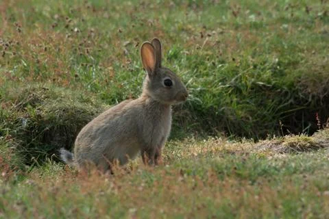 Young Rabbit in field 写真素材