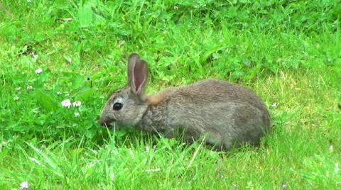 Young Rabbit  Stock Footage 315996