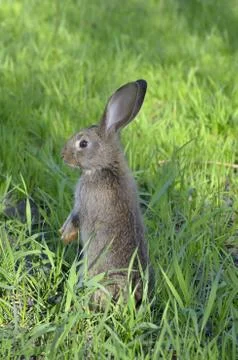 Young rabbit on grass Stock Photos